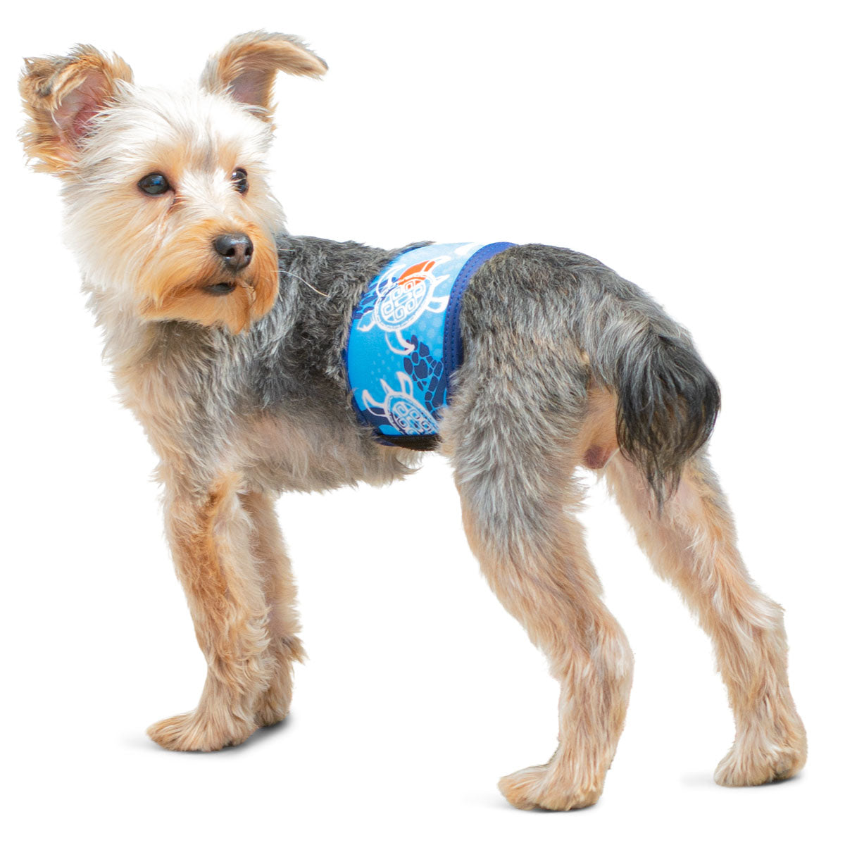 Small dog belly band discount